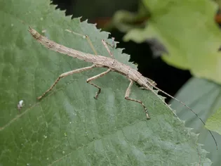 Should You Keep Stick Insect as a Pet?