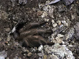 How to Care for a Pet Desert Blond Tarantula