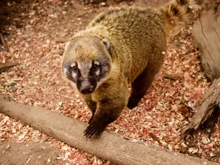 Should You Keep a Coatimundi (Coati) as a Pet?