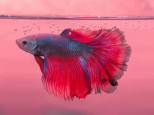 What to Do When Your Betta Fish Is Not Pooping