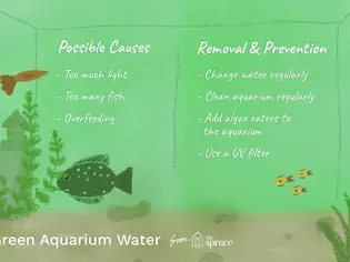 Causes and Cures for Green Aquarium Water