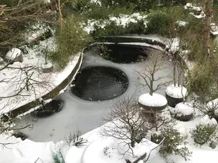 Can Koi Fish Survive the Winter?