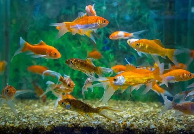 How and Why You Should Seed a New Aquarium