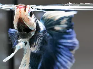 What to Do If Your Betta Fish Is Not Eating