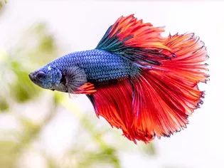 How Long Do Betta Fish Live?