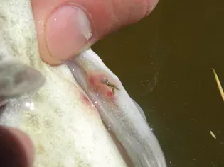 Anchor Worms in Freshwater Fish