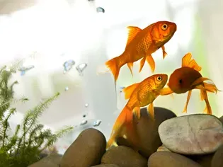 7 Common Goldfish Diseases