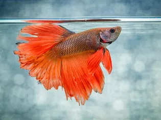 What Is the Best Water Temperature for Betta Fish?