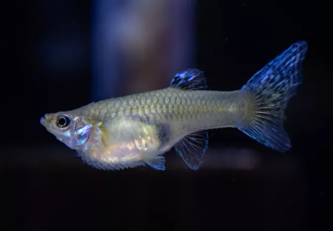 Dropsy in Fish: Signs and Treatment