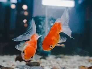 What Size is Best for a Goldfish Tank?