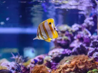 Complete Aquarium Checklist for Beginners