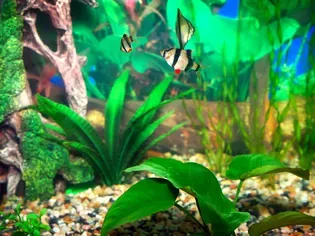 Nitrate Poisoning in Freshwater Aquarium Fish