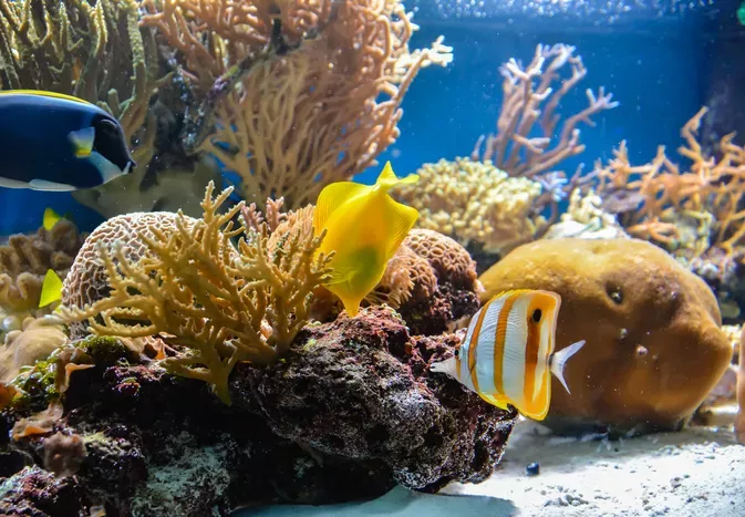 How to Control and Prevent Algae in Your Fish Tank