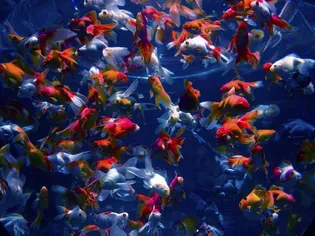 12 Types of Goldfish: From Comets To Fantails