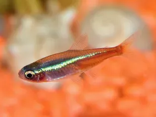 Neon Tetra Disease in Fish: Treatment and Prevention