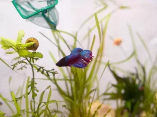 What Plants are Safe for Betta Fish?