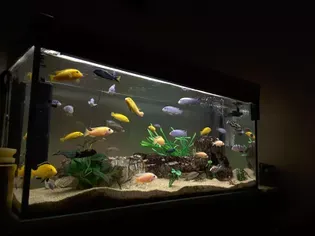 Understanding Freshwater Aquarium Lighting