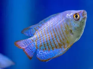 Care and Breeding of Gourami Fish