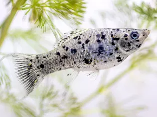 Molly Fish Species Profile