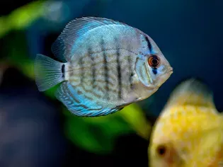 Cichlids, a Large Family of Diverse Aquatic Life Spanning the Globe