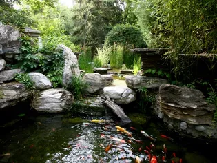 How to Keep Aquarium Fish in Outdoor Fountains and Ponds