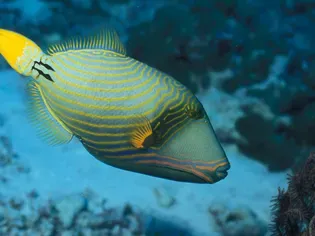 Triggerfish Family Balistidae Profile