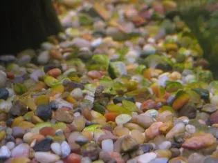 How to Deal With Algae on Gravel in an Aquarium