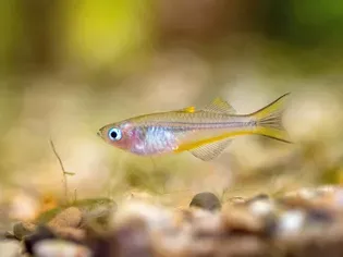 Forktailed Rainbowfish Species Profile