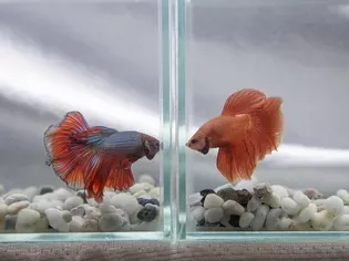 Why Do Betta Fish Fight?