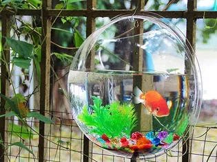 The Pros and Cons of Using a Wall Fish Bowl