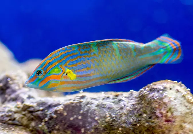 Stunning Photos of Different Types of Wrasse Fish