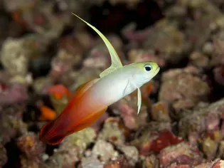 Firefish Goby (Magnificent Dartfish)