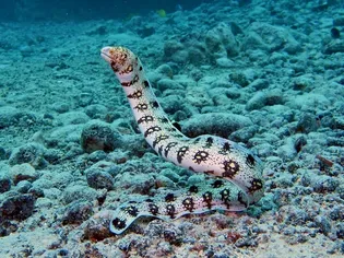 Snowflake Eel (Snowflake Moray) Profile