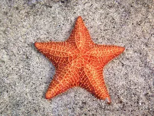 Buying Starfish