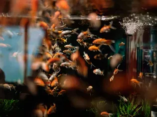 Breeding Aquarium Fish, Basic Breeding Tips For Beginners