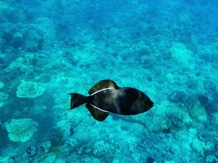 How to Care for Black Triggerfish in Your Aquarium