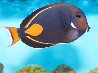 Achilles Tang Fish Breed Profile