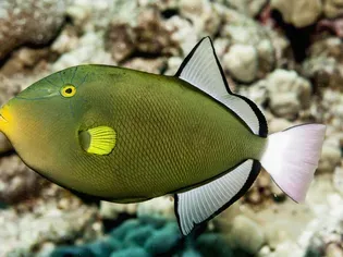 Pinktail Triggerfish (Melichthys vidua)