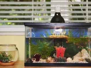 Convert a Freshwater Aquarium to Saltwater Aquarium