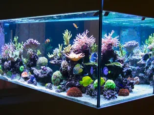 How to Feed Corals in a Saltwater Aquarium