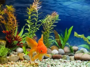 Freshwater Aquarium Fish