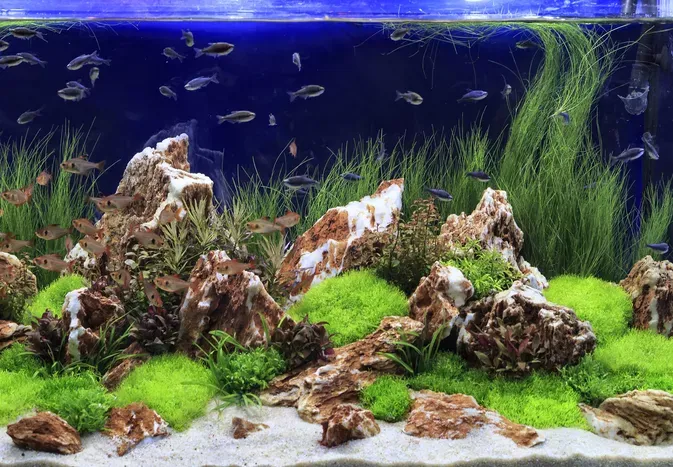 What Is Aquascaping?