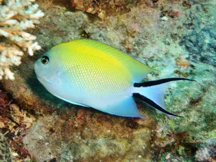 10 Best Angelfish That Are Reef Tank Safe