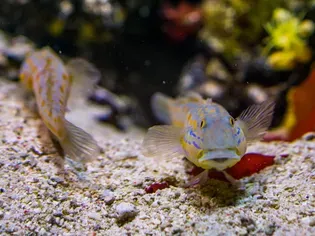 Sand Sifting Gobies in Your Saltwater Aquarium