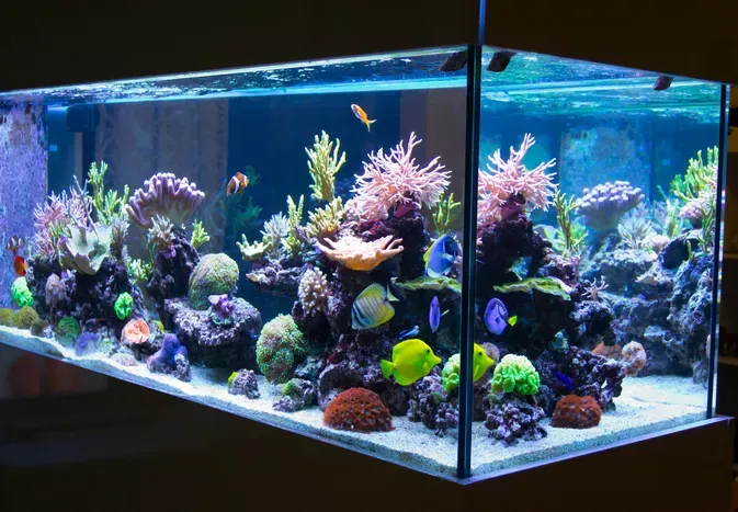 Aquarium Lighting Basics: the Case for LED Fixtures