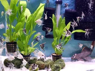 Using Live Plants in Your Home Aquarium