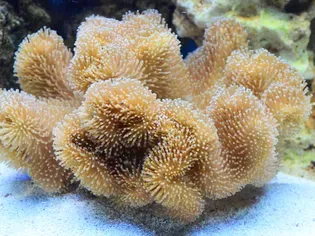 What Do Corals Eat?