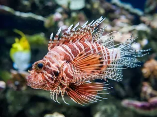 Beware of Poisonous Fish in Saltwater Aquariums