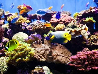 Saltwater Aquariums Charts, Tables, Diagrams and More