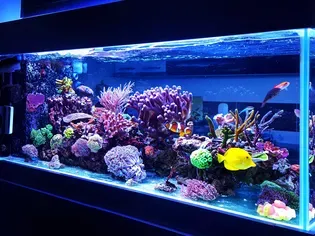 Vacation Aquarium Care